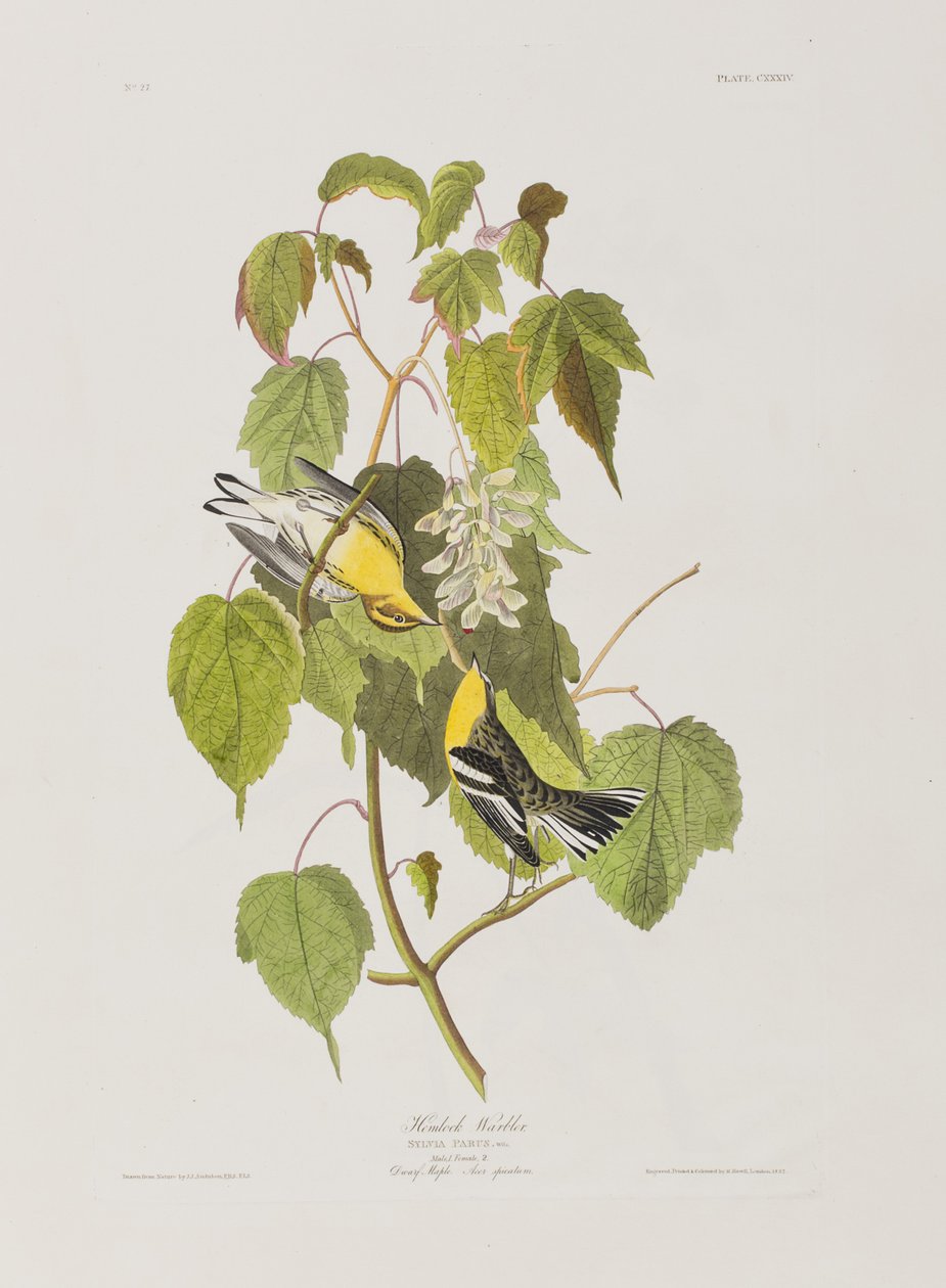 Ilustrace z 