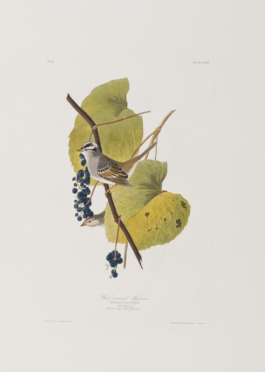 Ilustrace z 