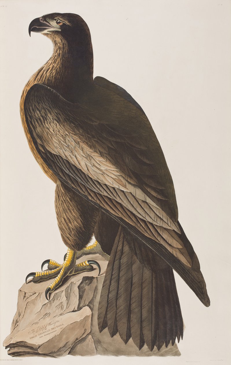 Ilustrace z 