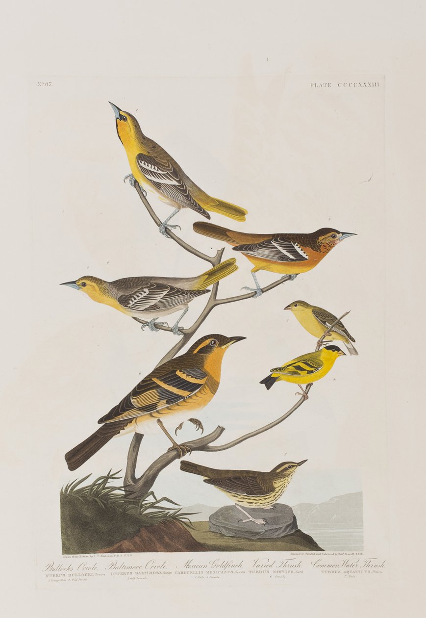 Ilustrace z 