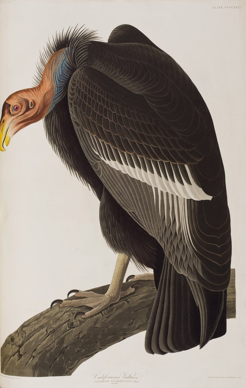 Ilustrace z 