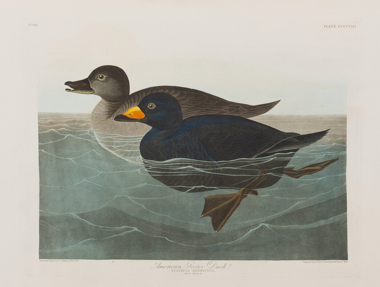Ilustrace z 