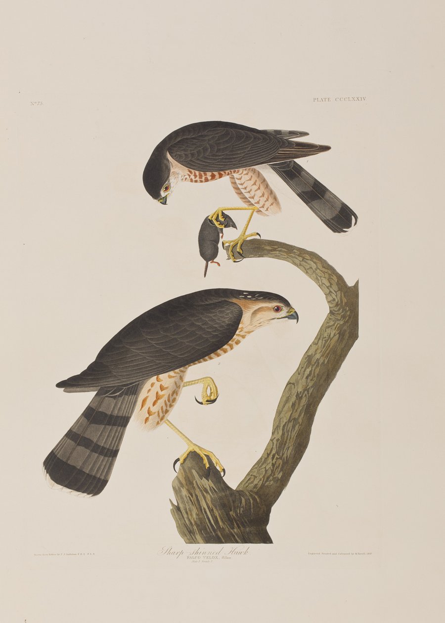 Ilustrace z 
