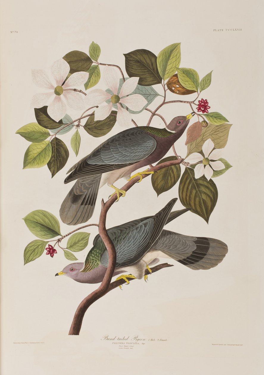 Ilustrace z 