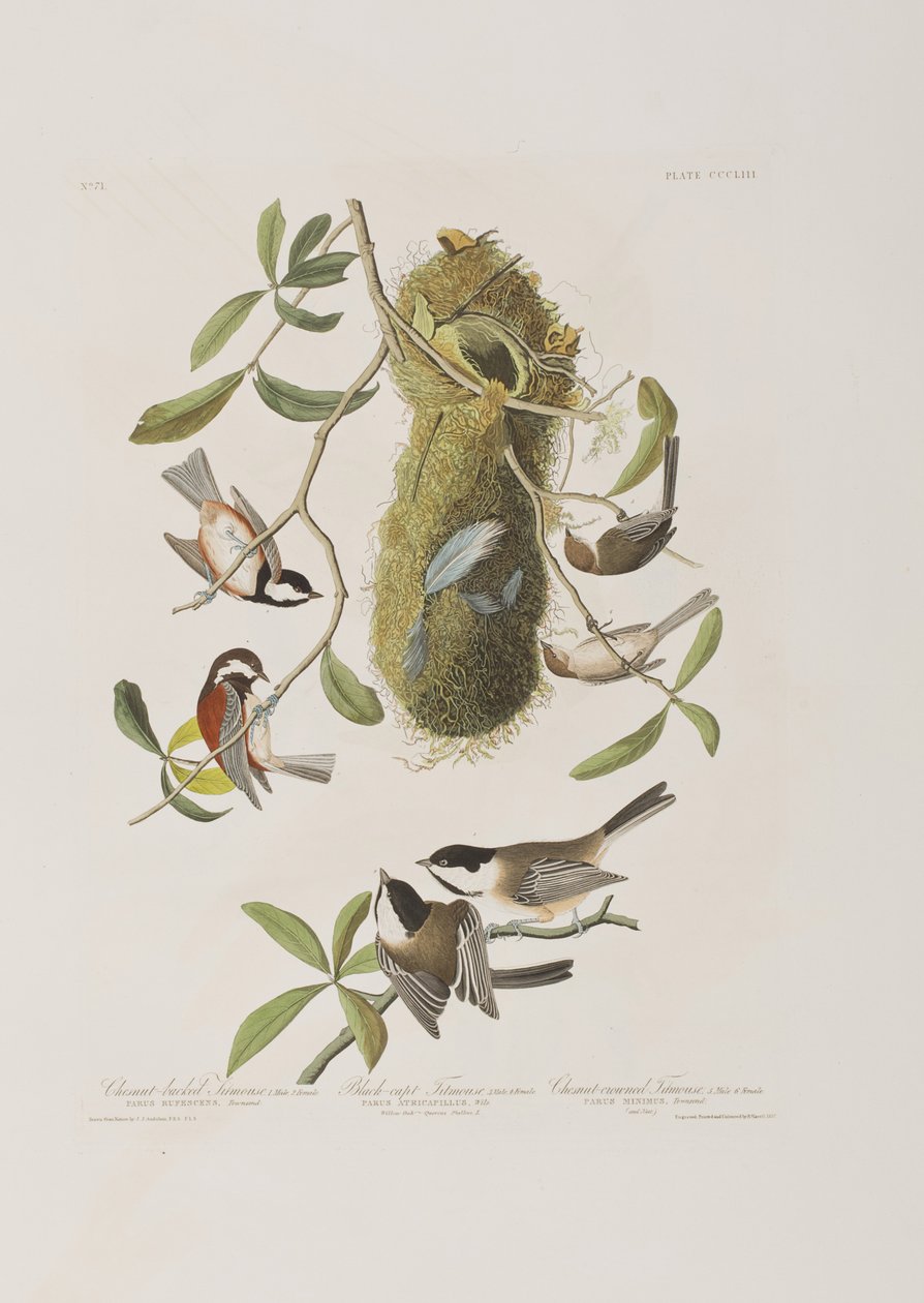 Ilustrace z 