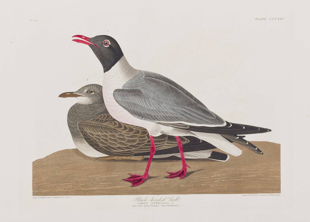Ilustrace z 