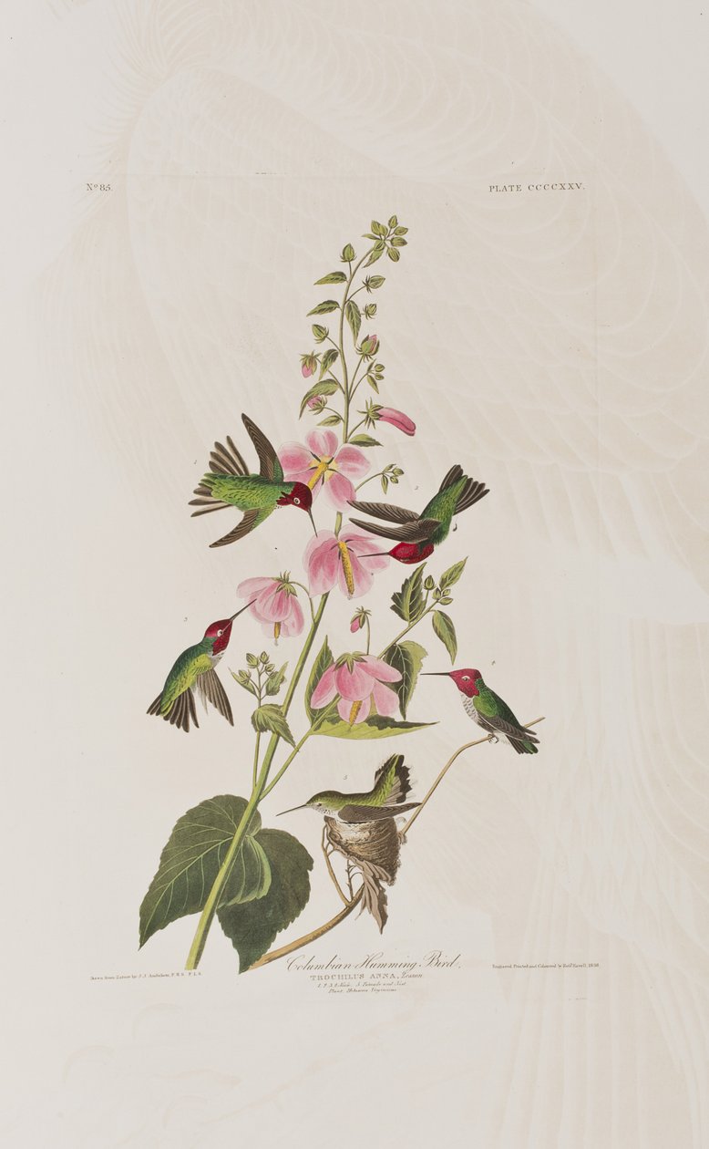 Ilustrace z 
