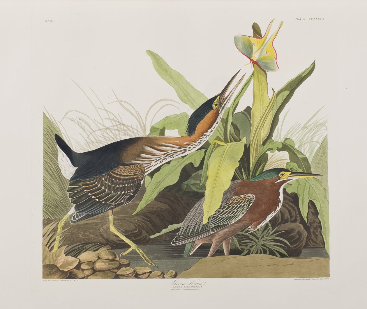 Ilustrace z 