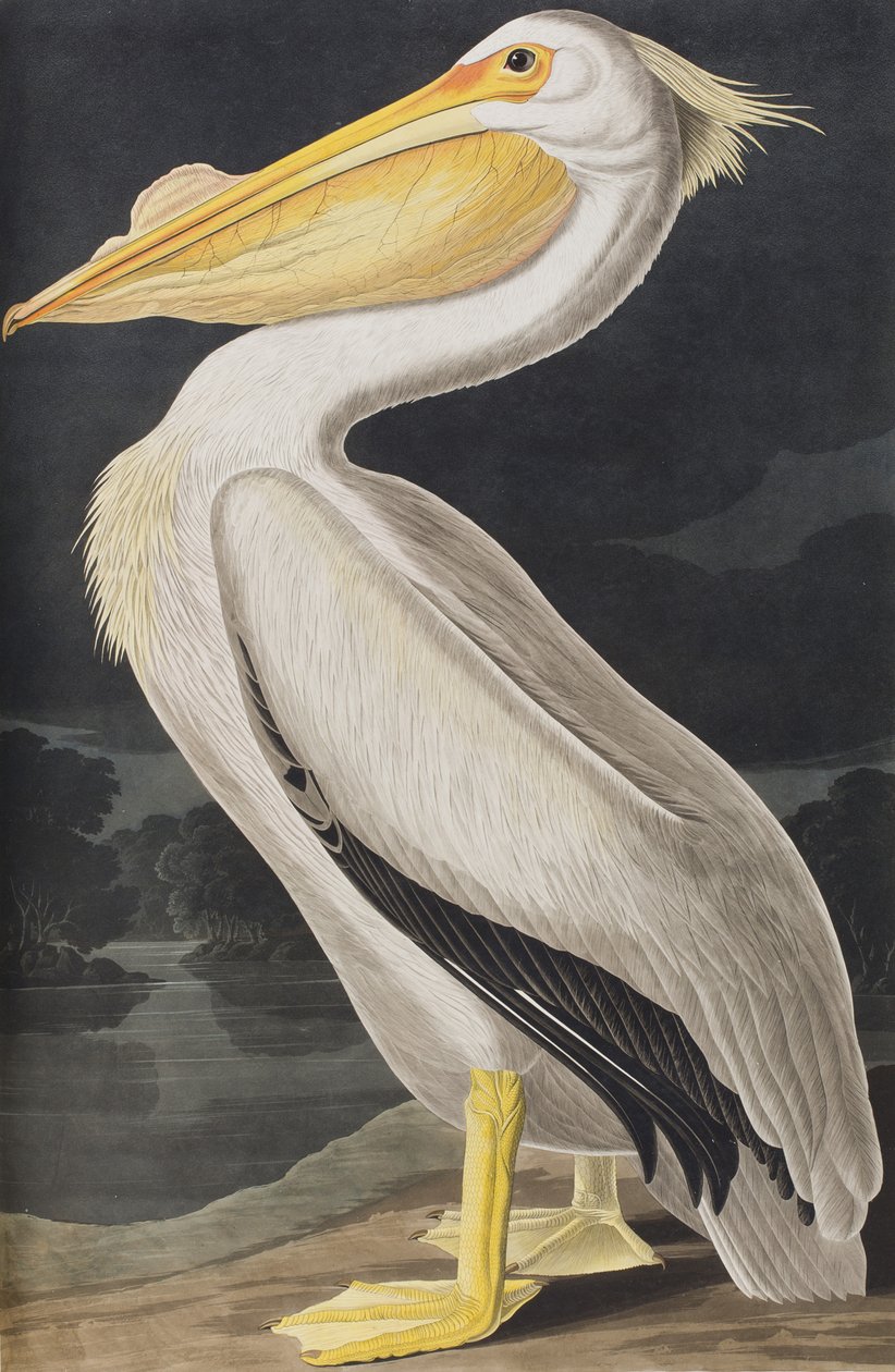 Ilustrace z 