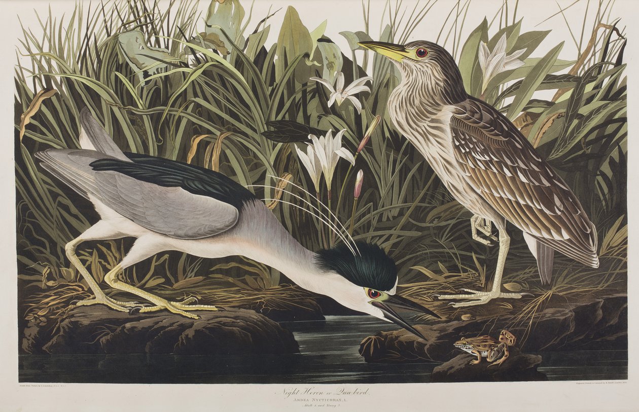 Ilustrace z 