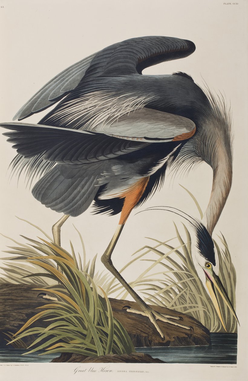Ilustrace z 