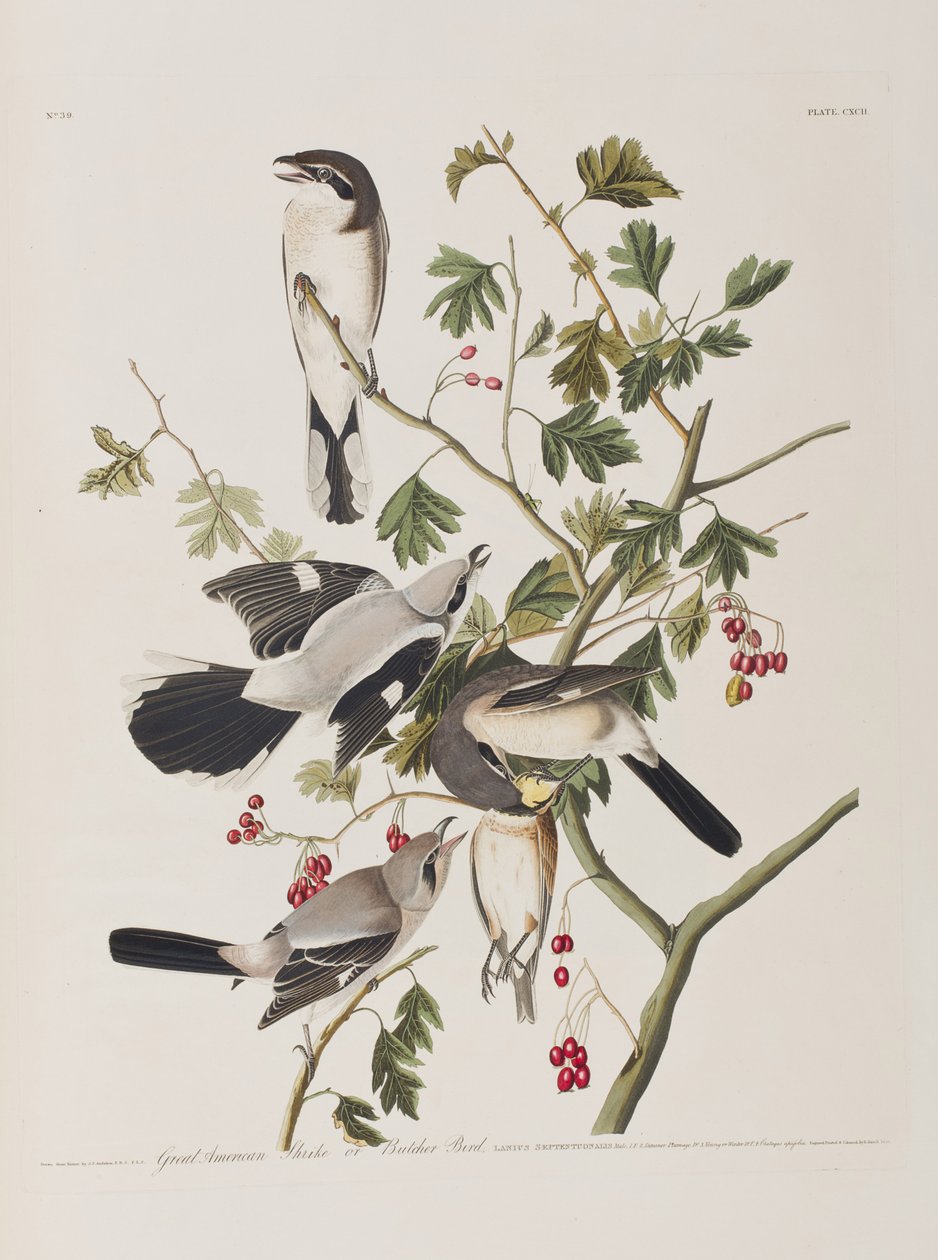 Ilustrace z 