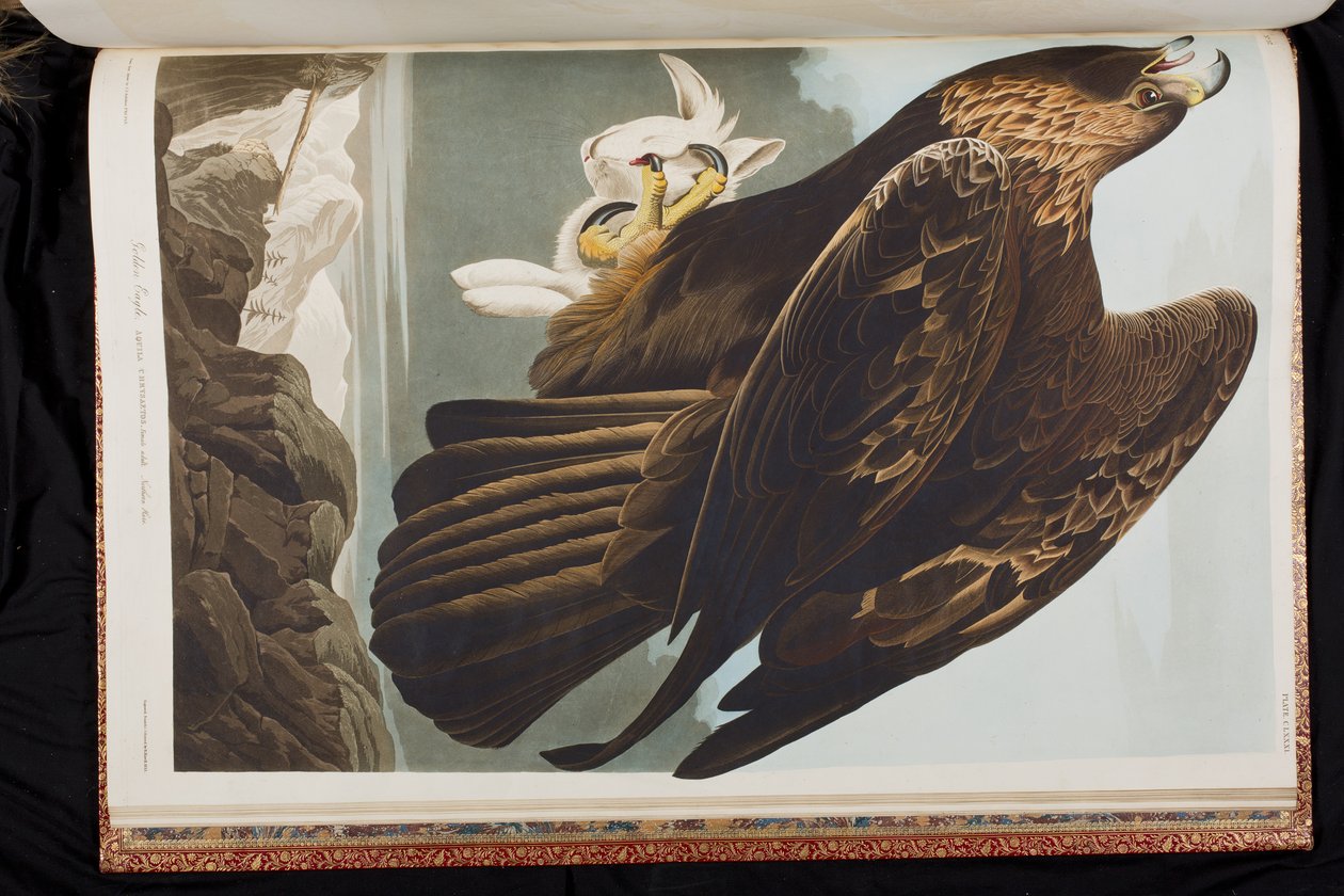 Ilustrace z 