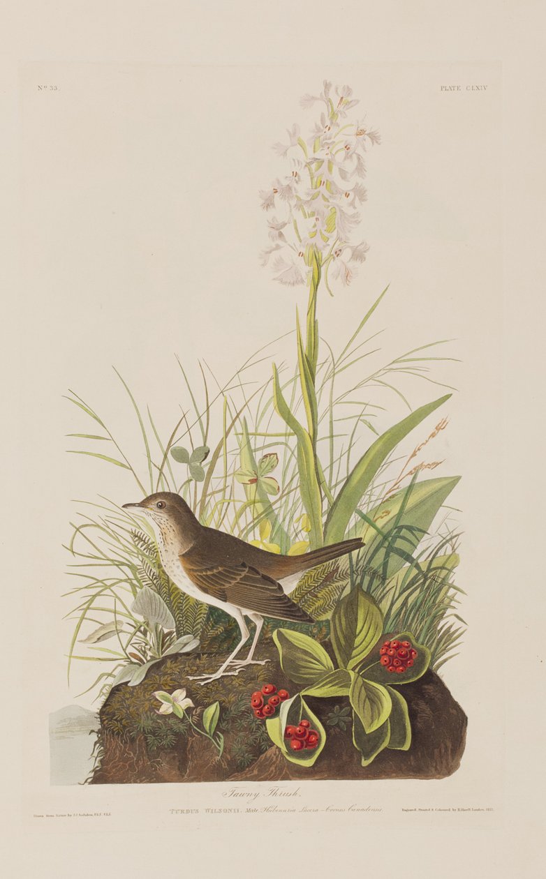 Ilustrace z 
