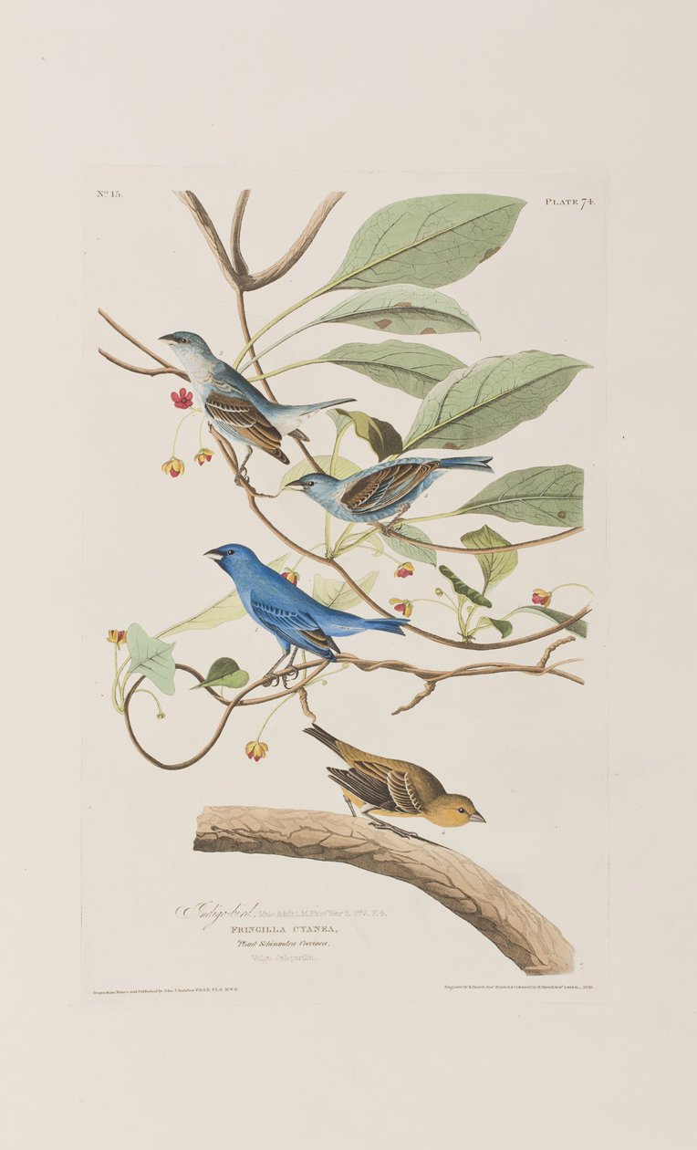 Ilustrace z 