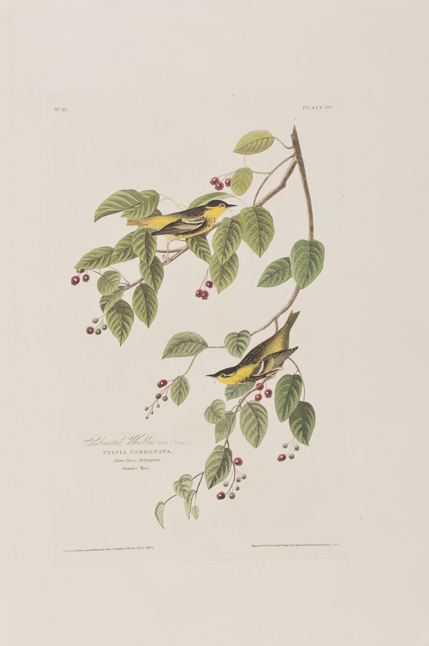 Ilustrace z 