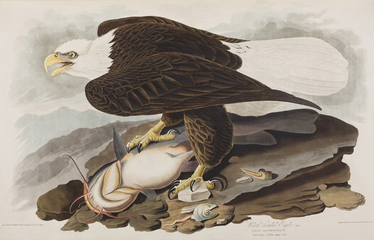 Ilustrace z 