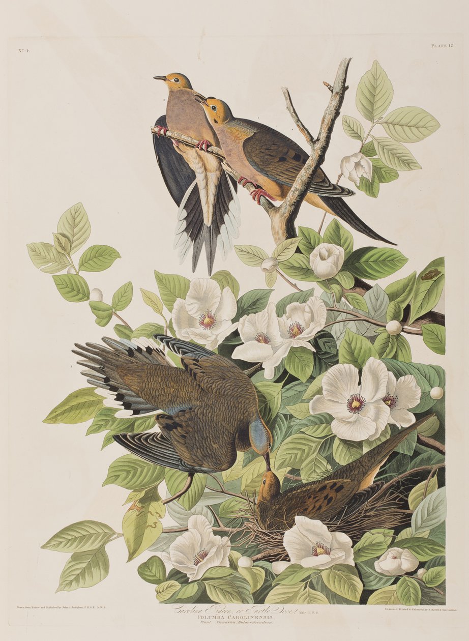 Ilustrace z 