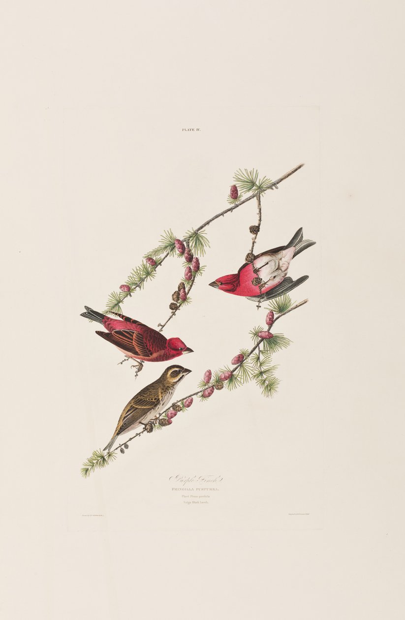 Ilustrace z 