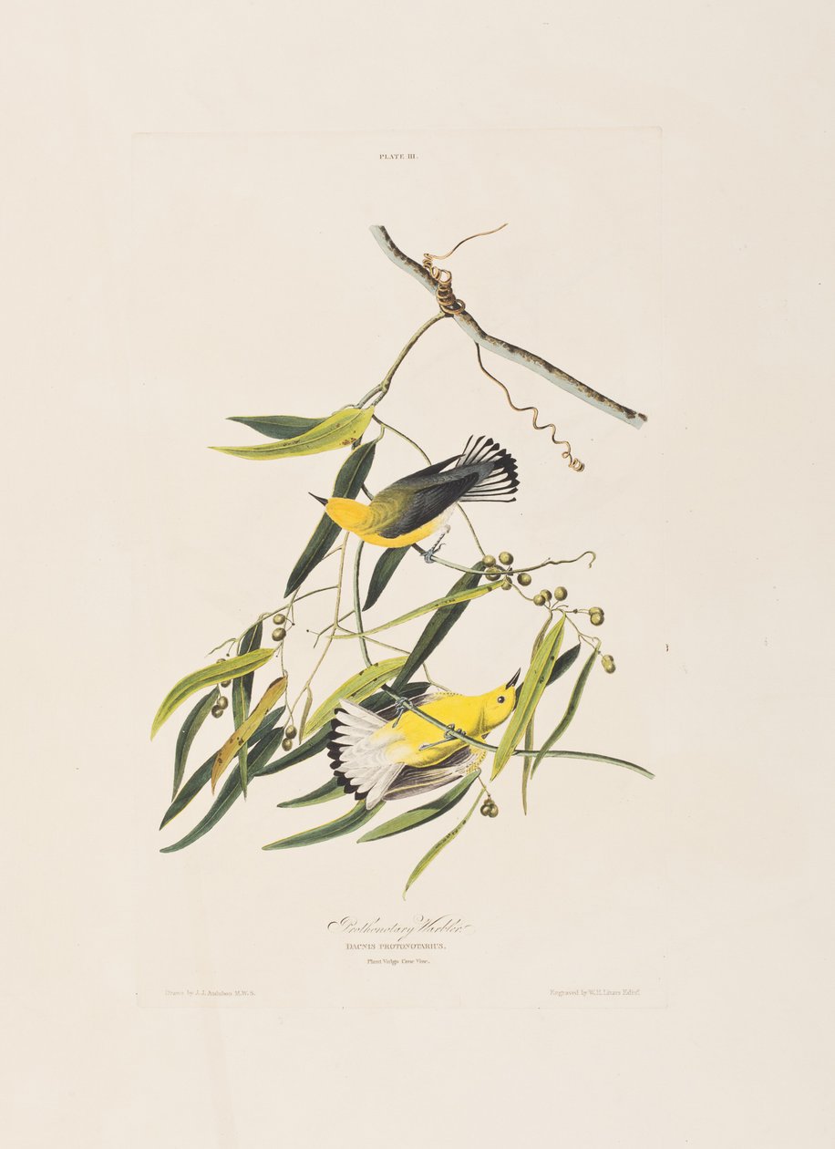 Ilustrace z 