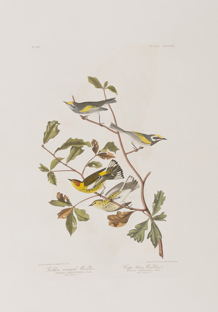 Ilustrace z 