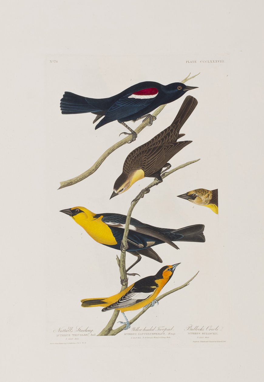 Ilustrace z 