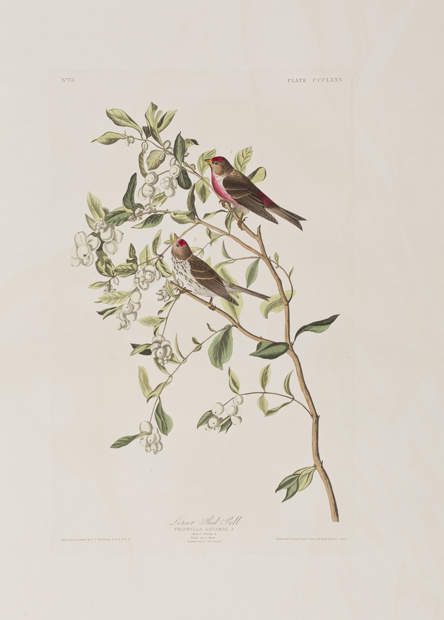 Ilustrace z 