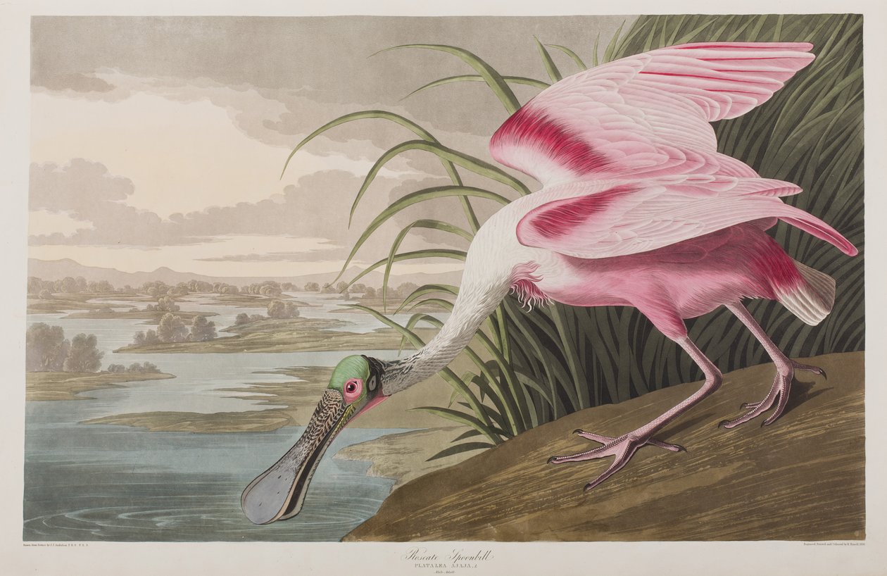 Ilustrace z 