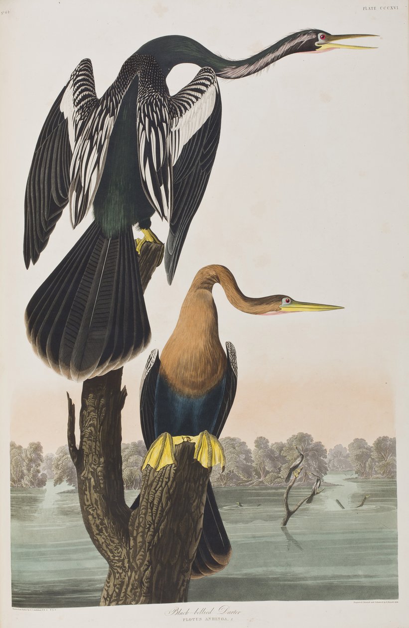 Ilustrace z 