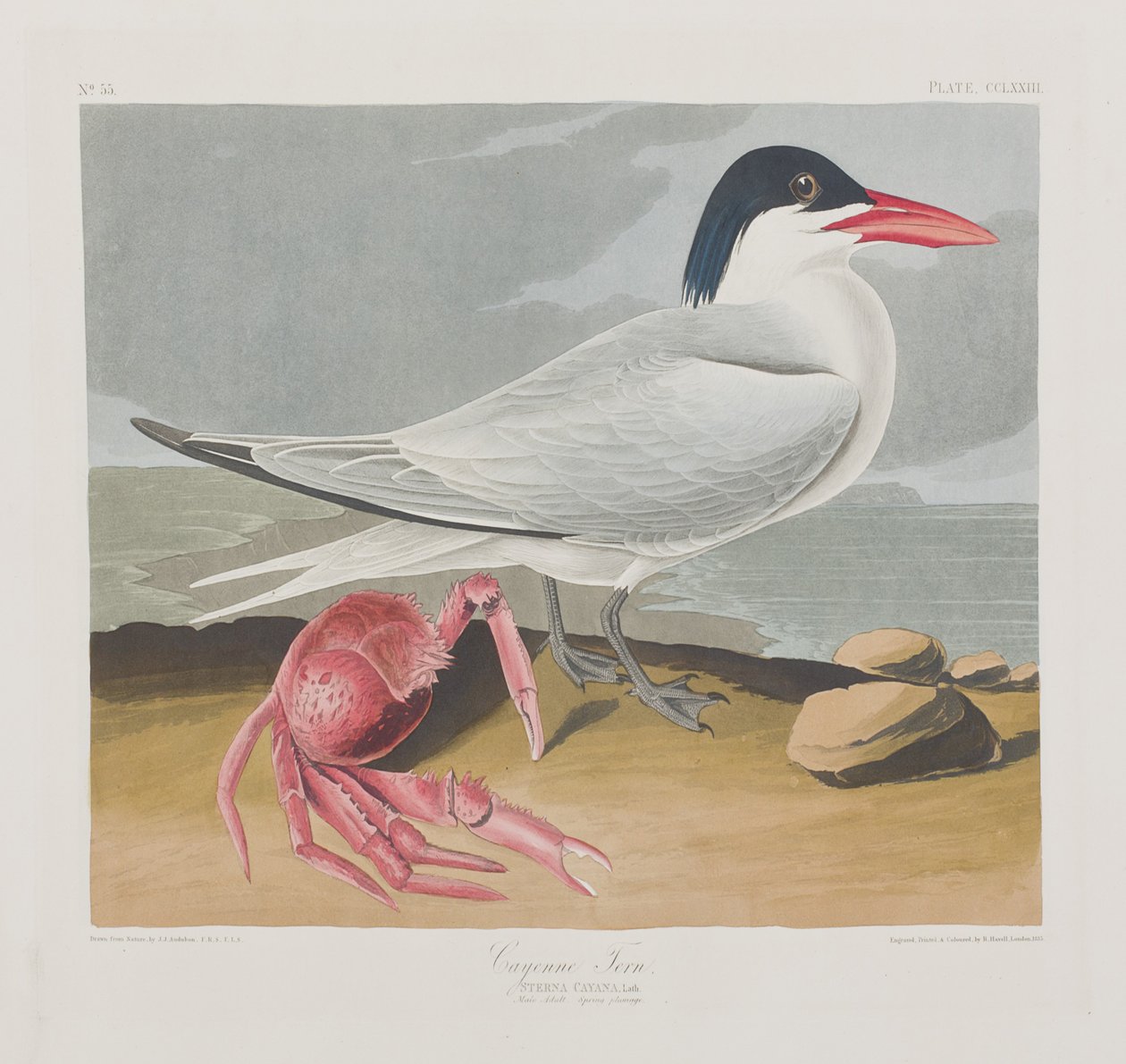 Ilustrace z 