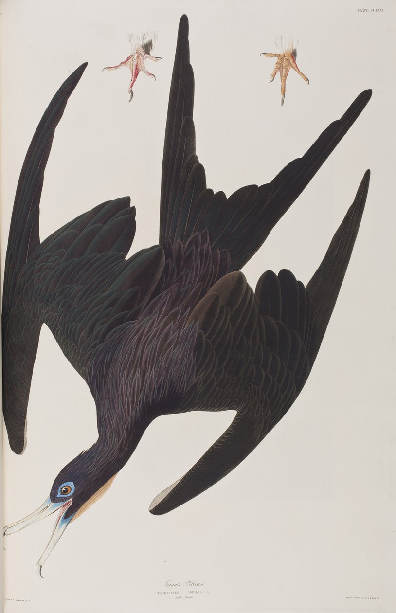Ilustrace z 