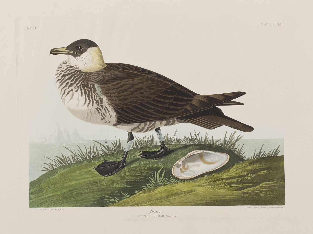 Ilustrace z 