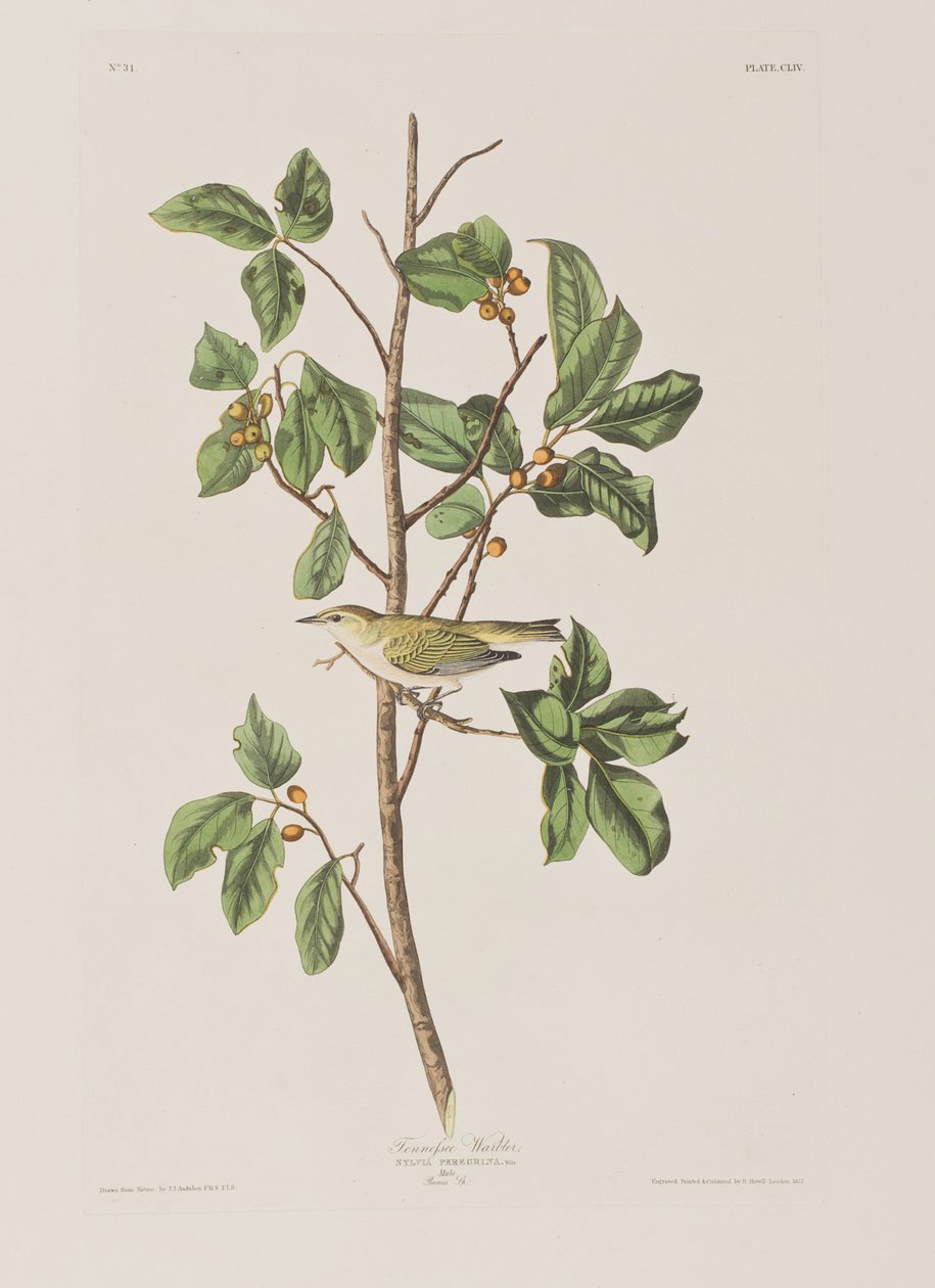 Ilustrace z 