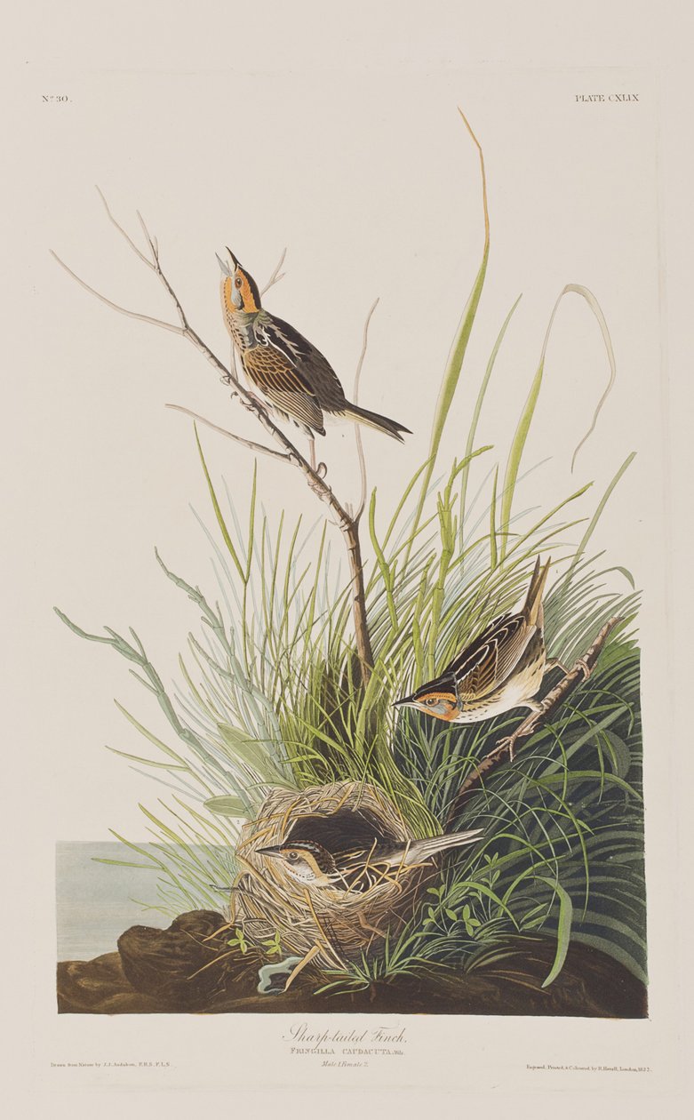 Ilustrace z 