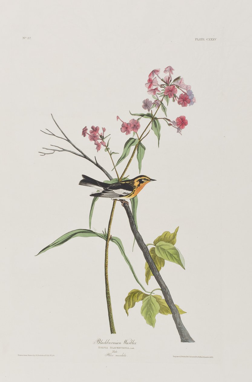 Ilustrace z 