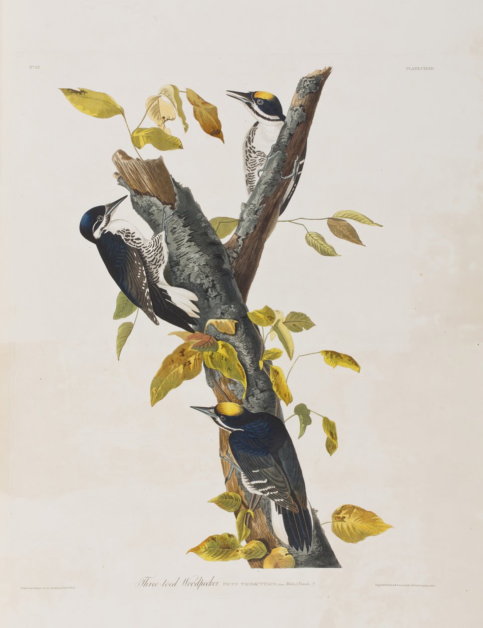 Ilustrace z 