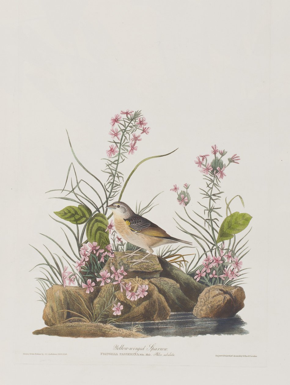 Ilustrace z 