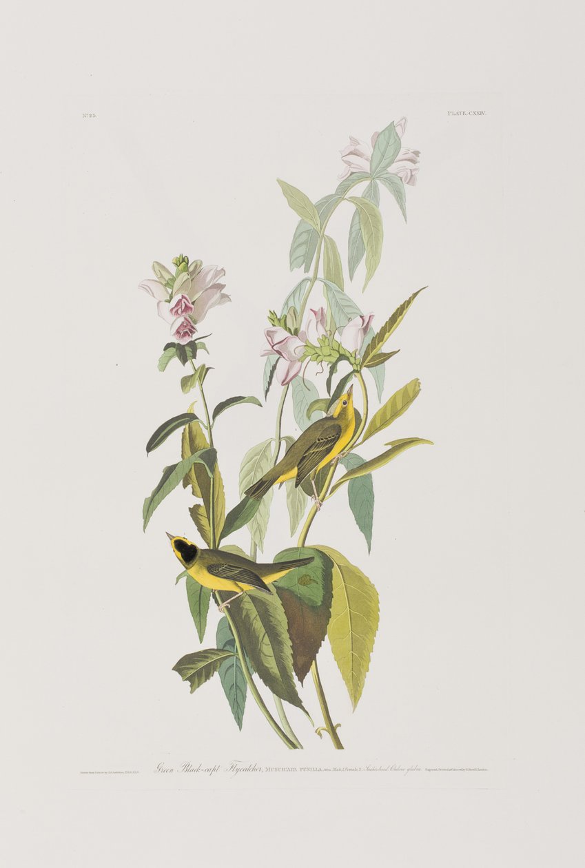 Ilustrace z 