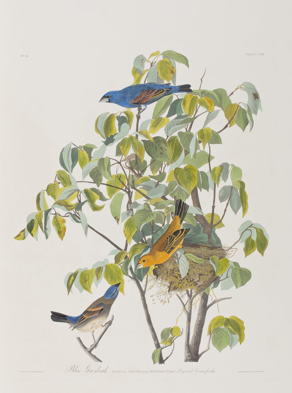 Ilustrace z 