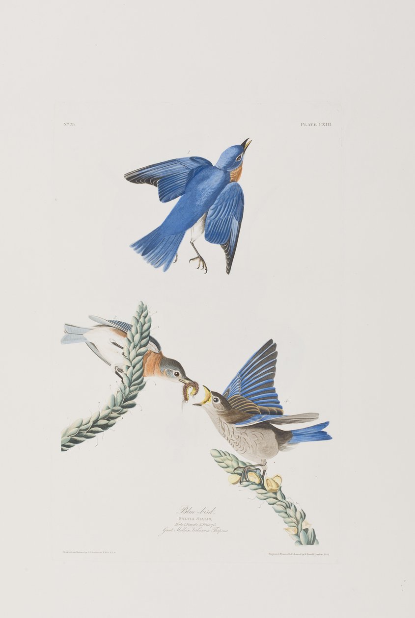 Ilustrace z 