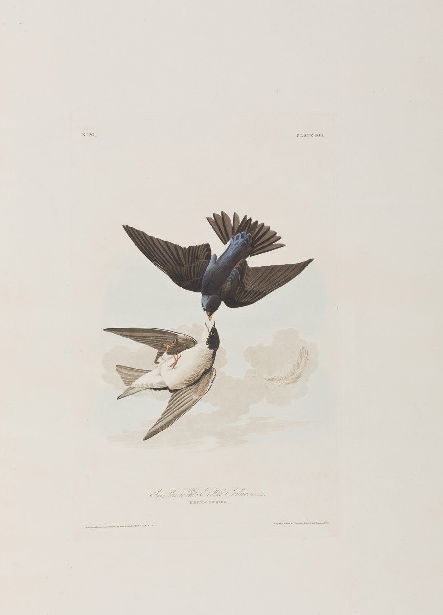 Ilustrace z 