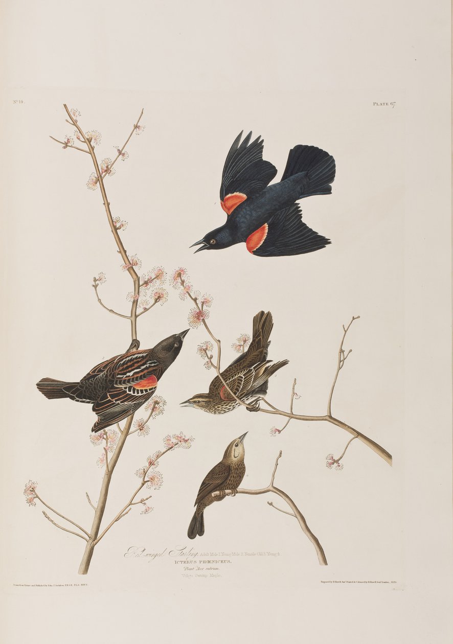 Ilustrace z 