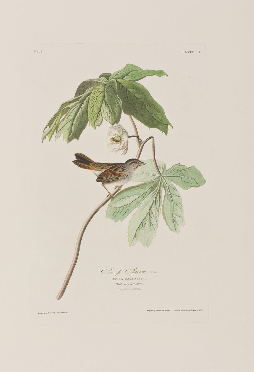 Ilustrace z 