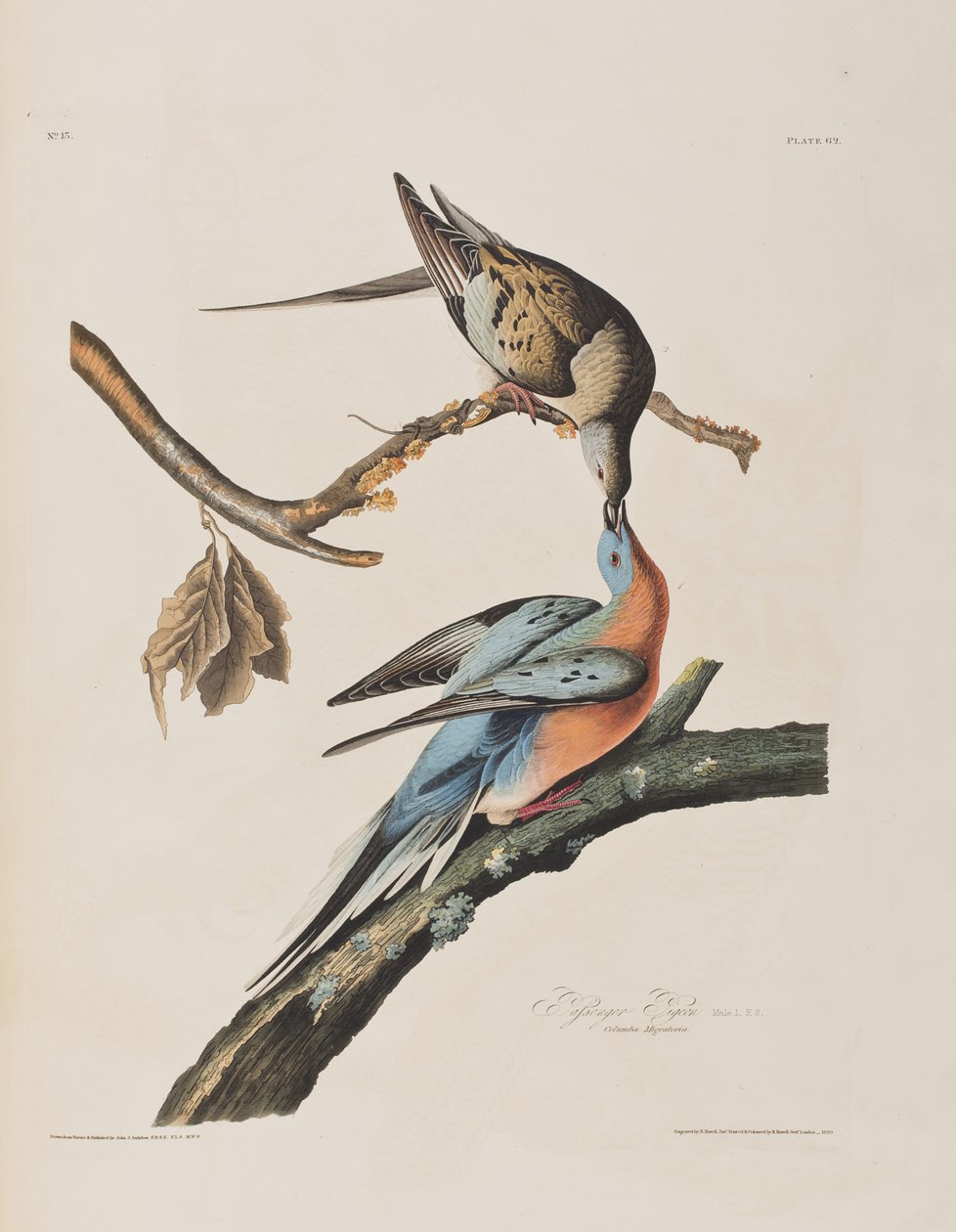 Ilustrace z 