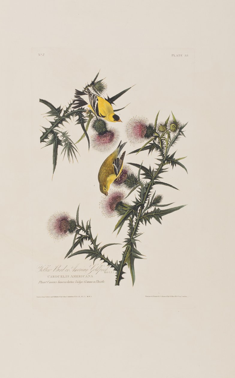 Ilustrace z 