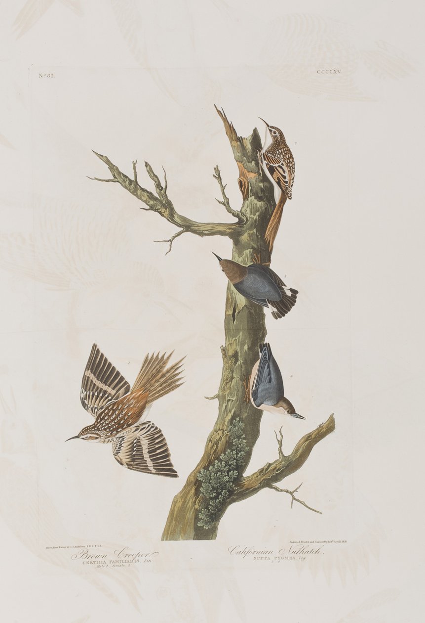 Ilustrace z 