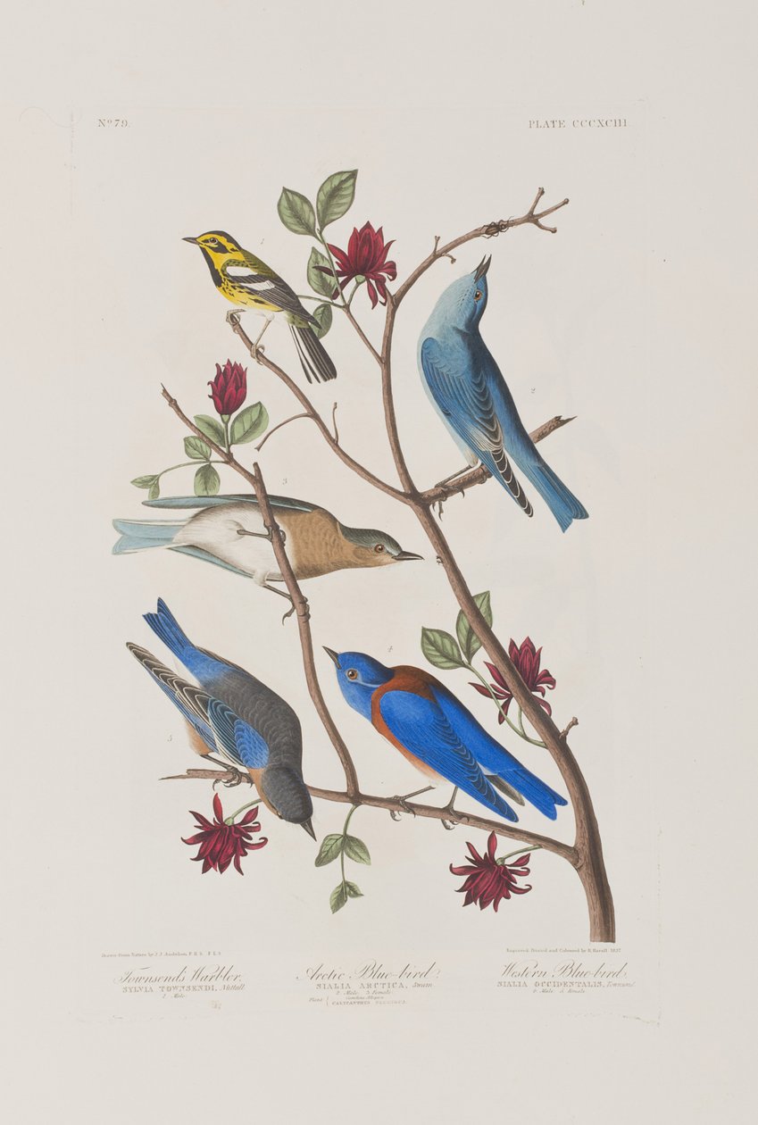 Ilustrace z 