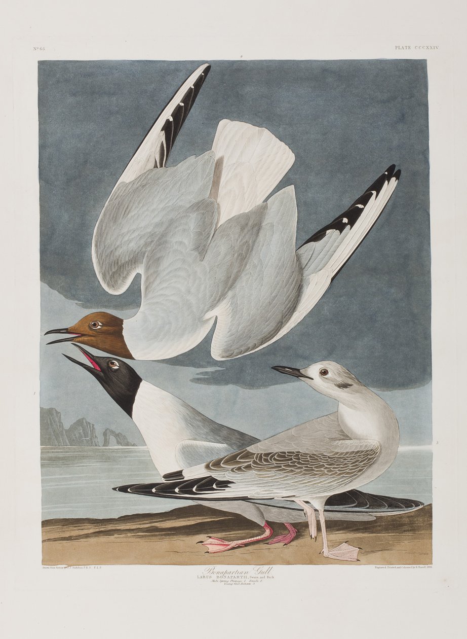 Ilustrace z 