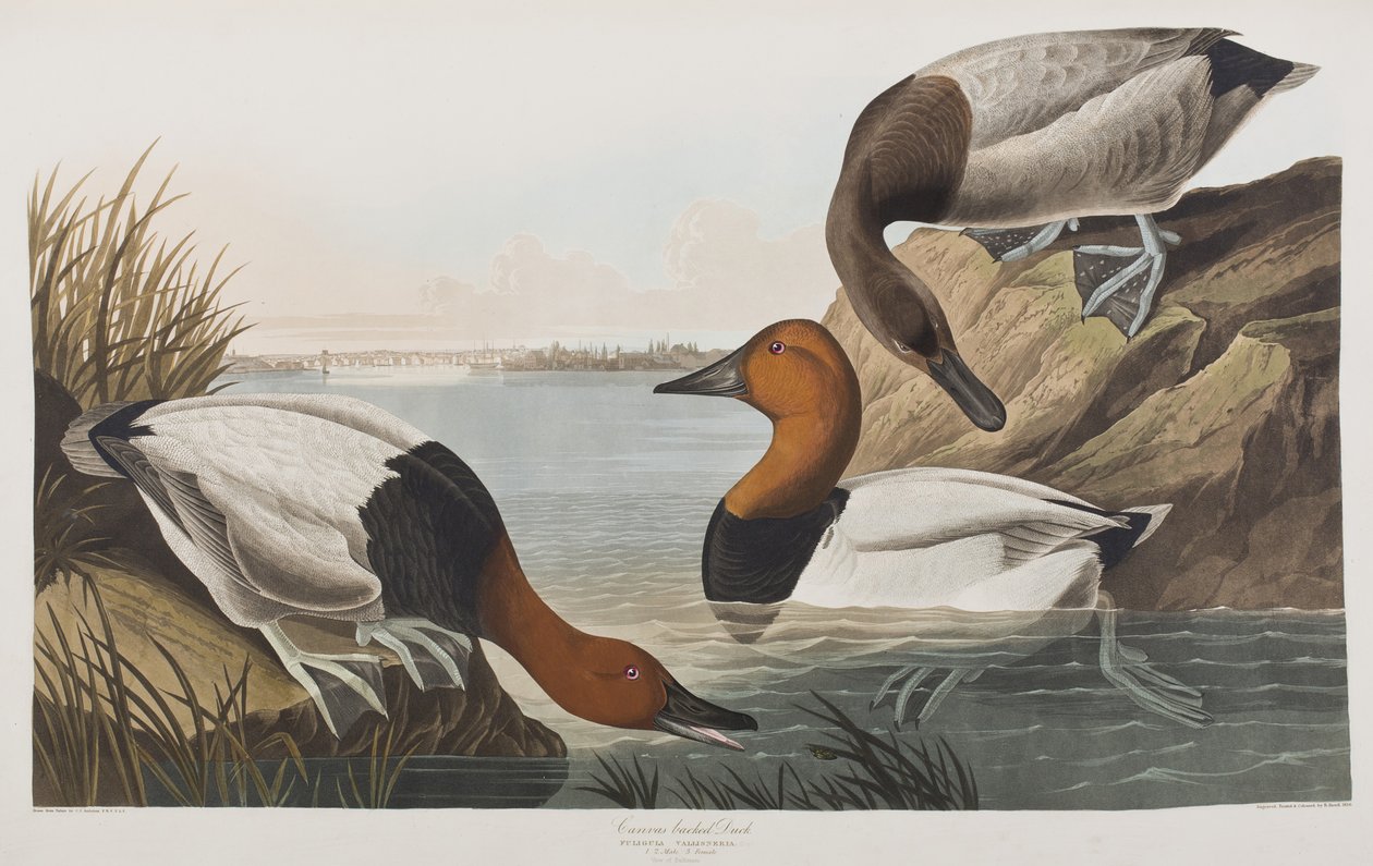 Ilustrace z 