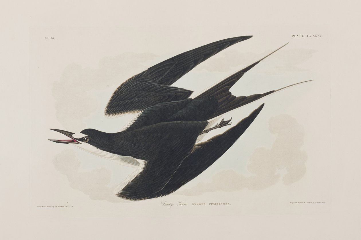 Ilustrace z 
